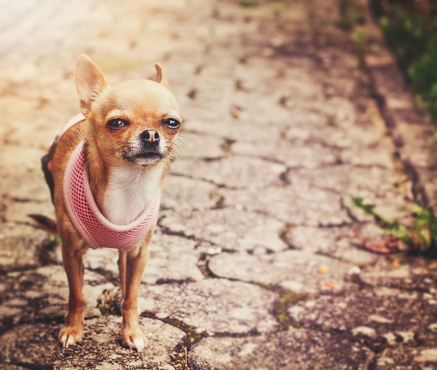 Meet Chloe, My Super Sweet Mini Chihuahua.