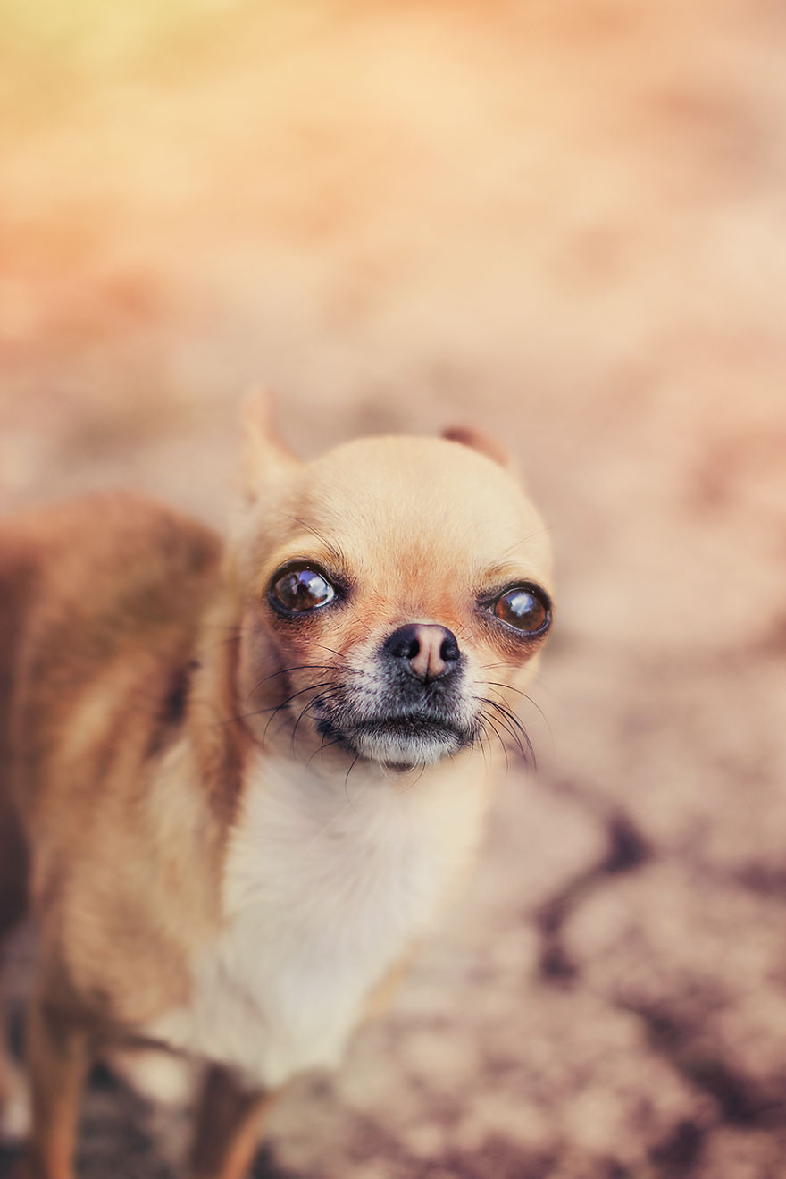 Meet Chloe, My Super Sweet Mini Chihuahua.