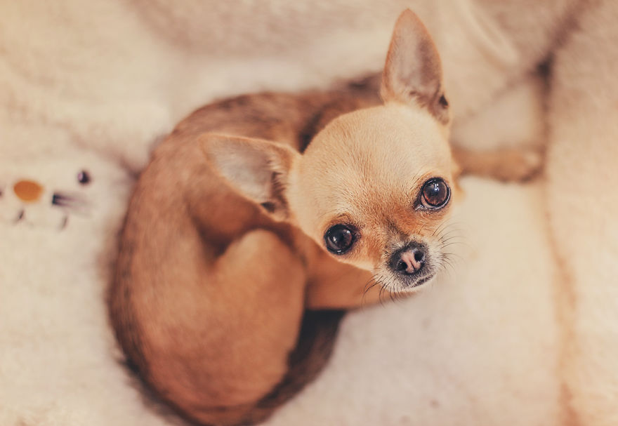 Meet Chloe, My Super Sweet Mini Chihuahua.