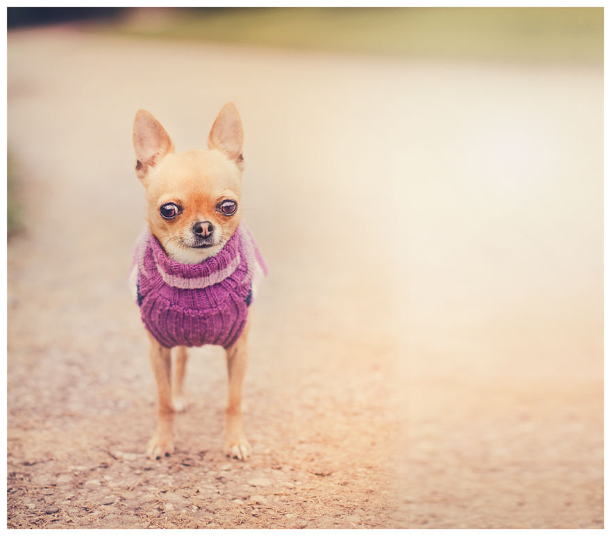 Meet Chloe, My Super Sweet Mini Chihuahua.