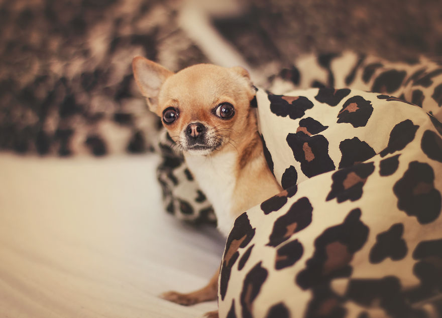 Meet Chloe, My Super Sweet Mini Chihuahua.