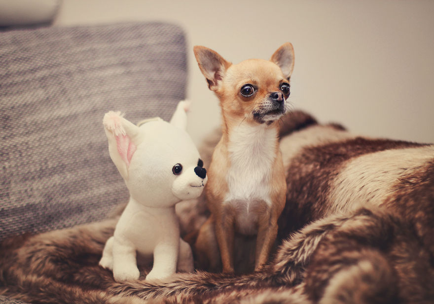 Meet Chloe, My Super Sweet Mini Chihuahua.