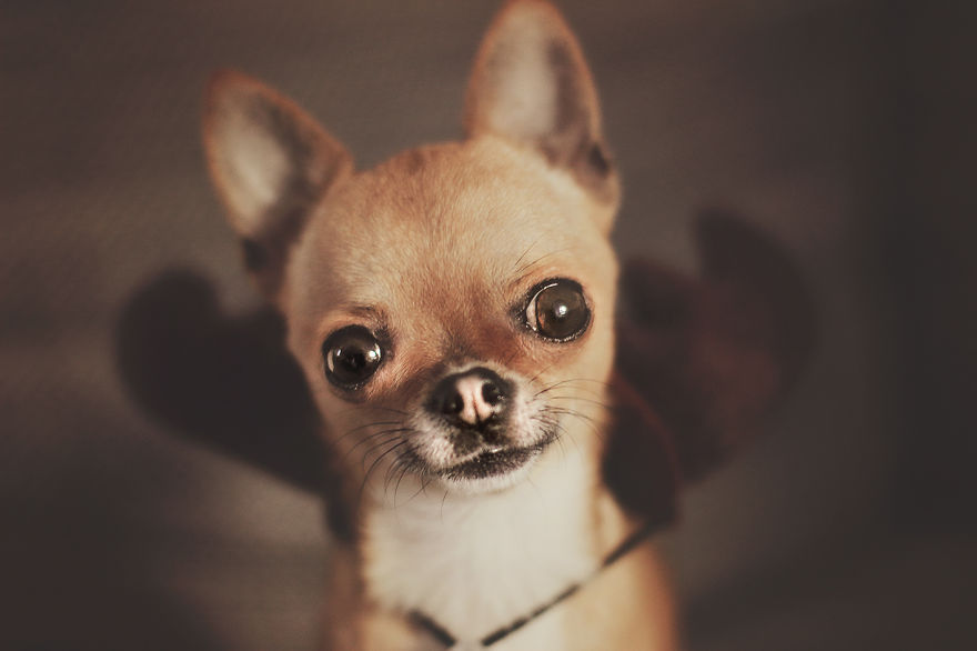 Meet Chloe, My Super Sweet Mini Chihuahua.
