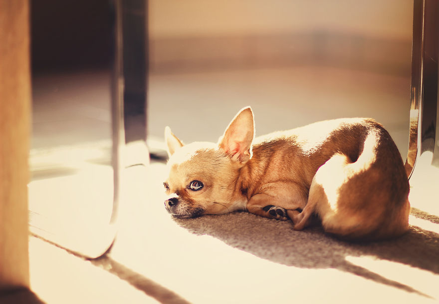 Meet Chloe, My Super Sweet Mini Chihuahua.