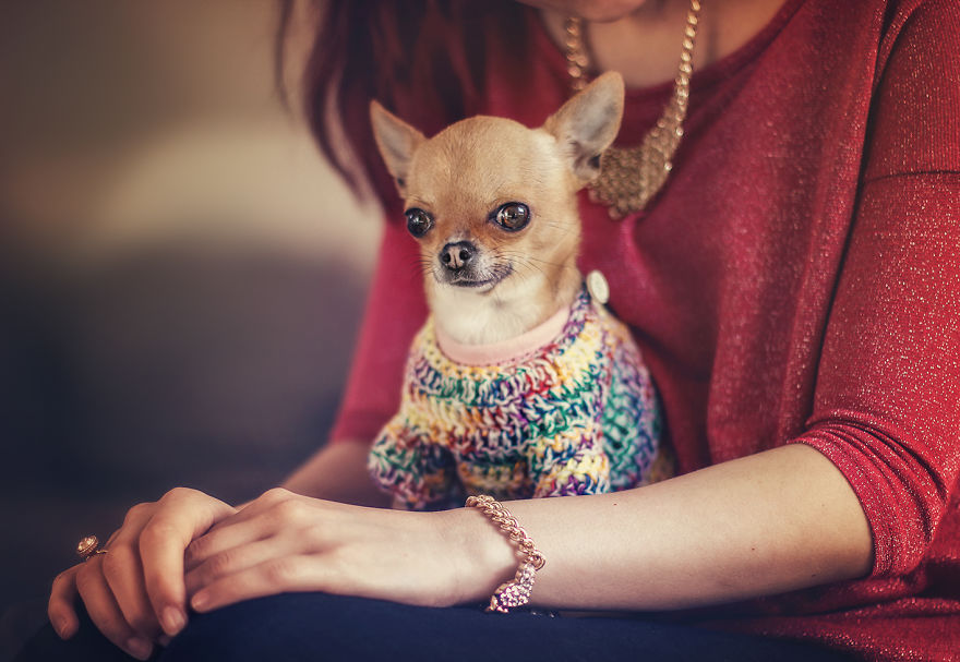 Meet Chloe, My Super Sweet Mini Chihuahua.