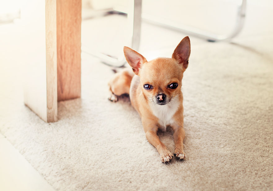 Meet Chloe, My Super Sweet Mini Chihuahua.