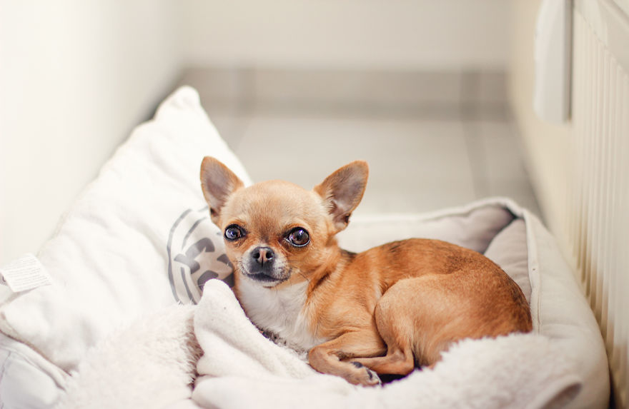 Meet Chloe, My Super Sweet Mini Chihuahua.