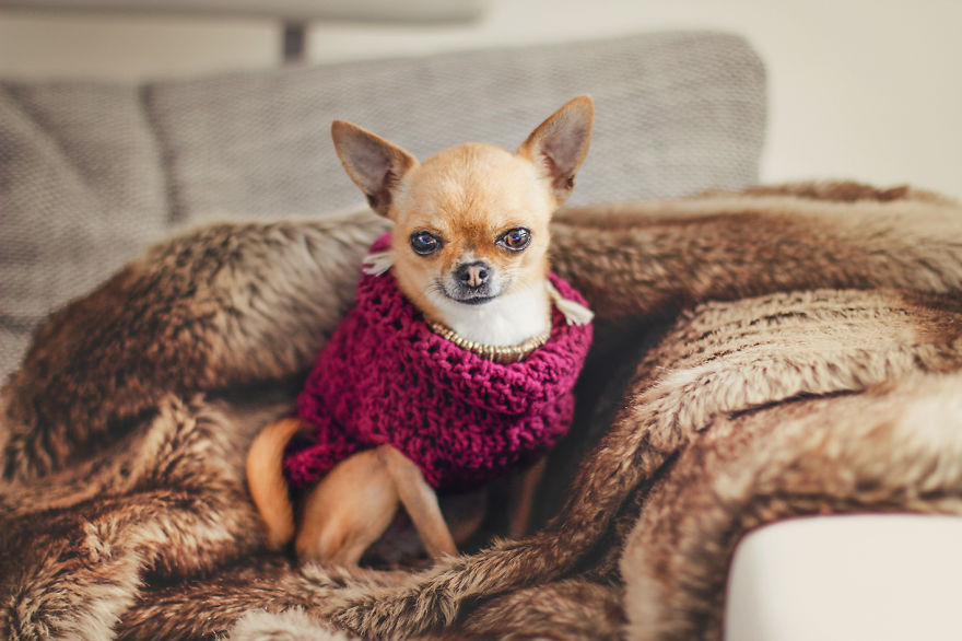 Meet Chloe, My Super Sweet Mini Chihuahua.