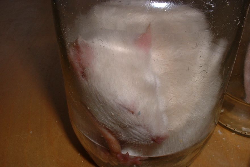 Melody - Who Said I Can't Fit Into This Jar!!!