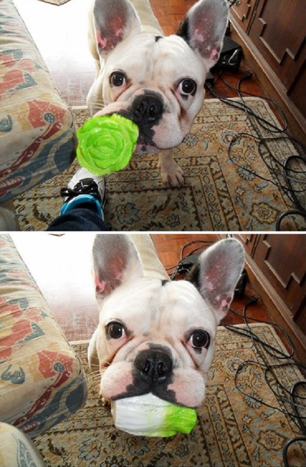 A Dog That Loves His Veggies.