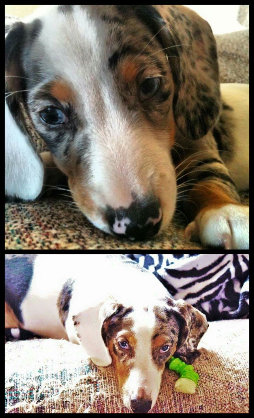 Reverend 'rev' 9 Weeks Old Then Again At 2 Years ♡