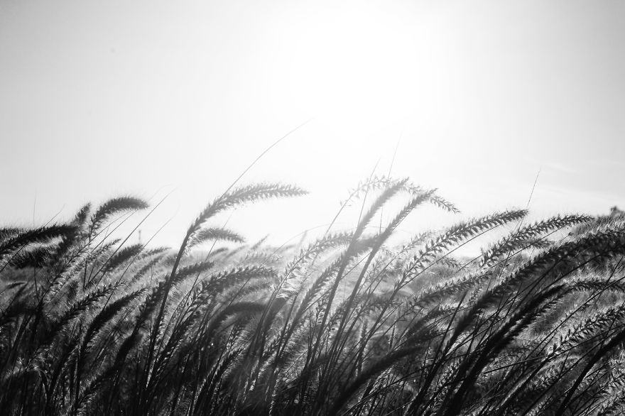 Nature In Black And White