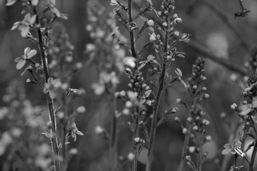 Nature In Black And White Nature In Black And White