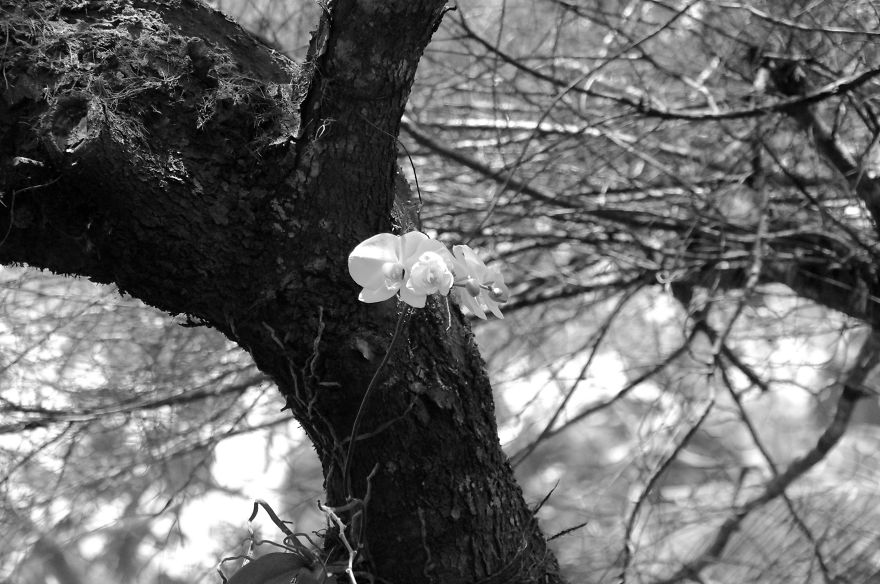 Nature In Black And White