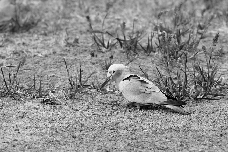 Nature In Black And White