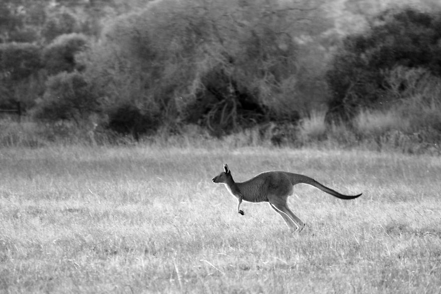 Nature In Black And White