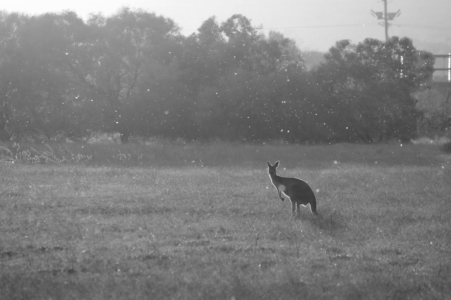 Nature In Black And White
