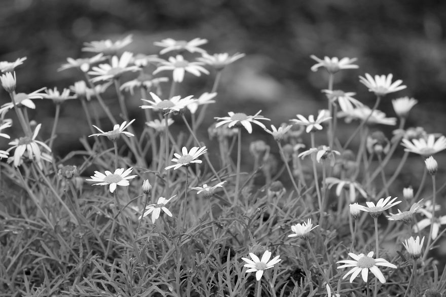 Nature In Black And White Nature In Black And White