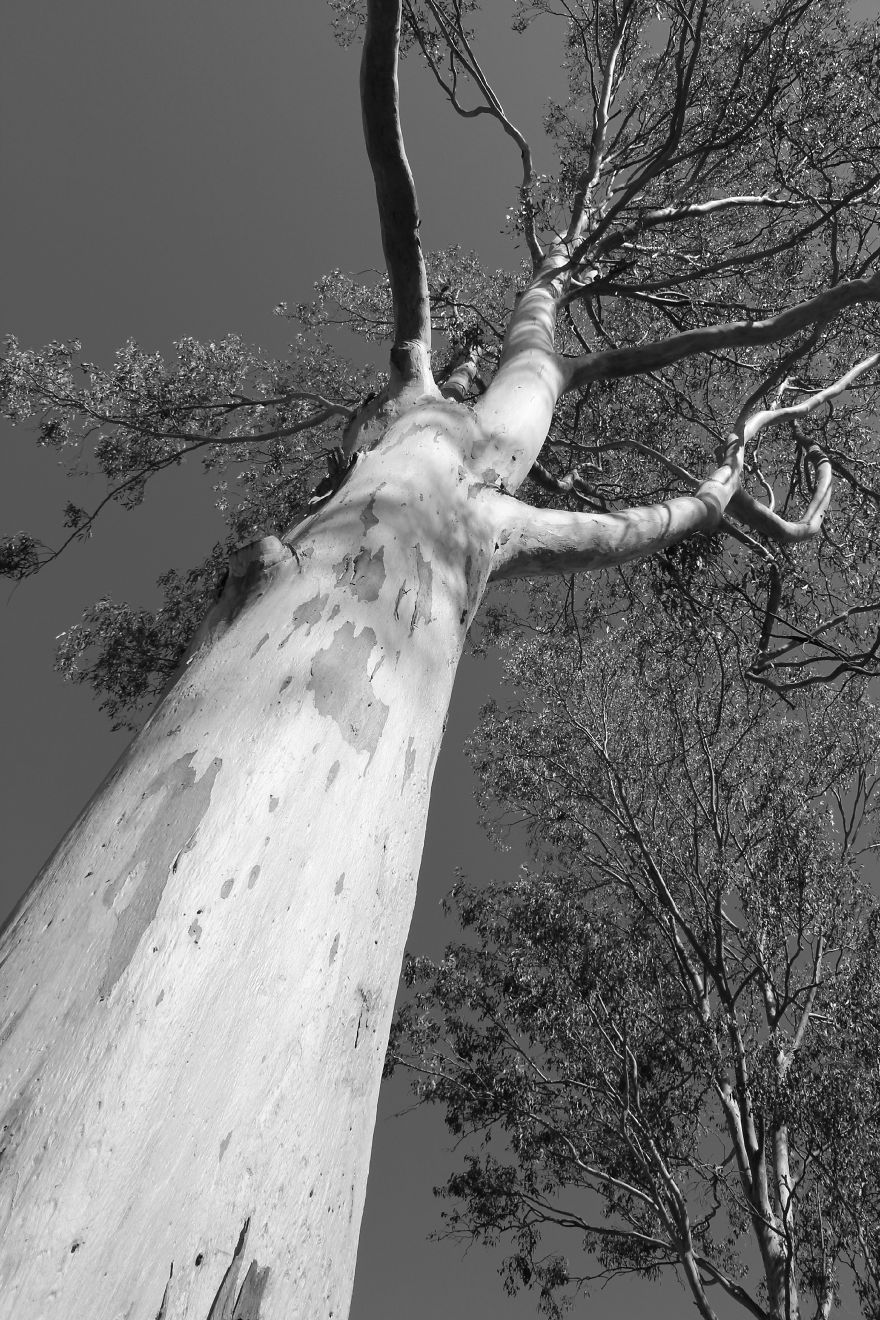 Nature In Black And White