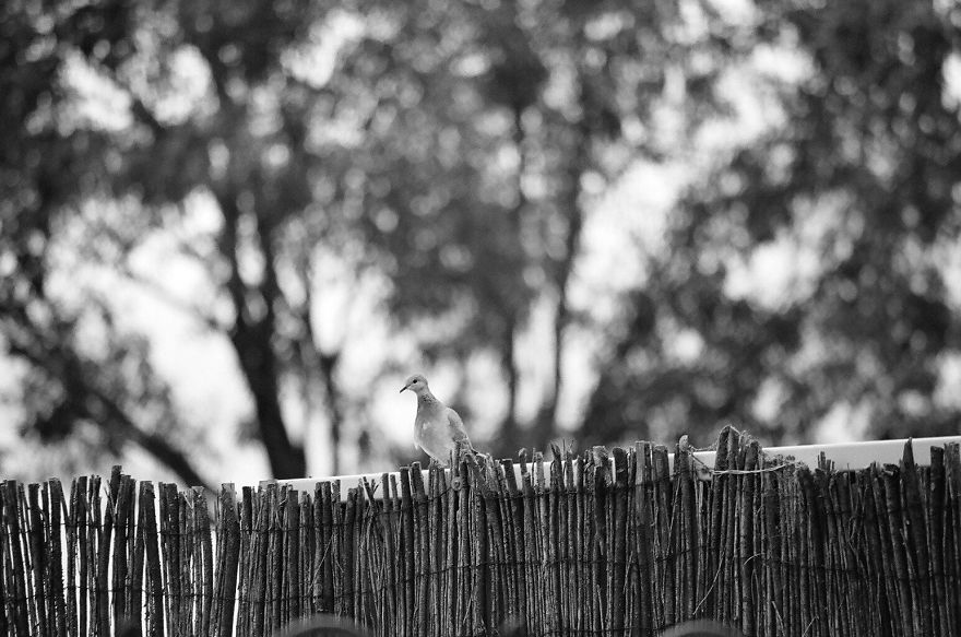 Nature In Black And White