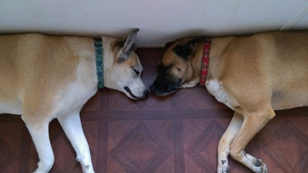 Sleeping Siblings