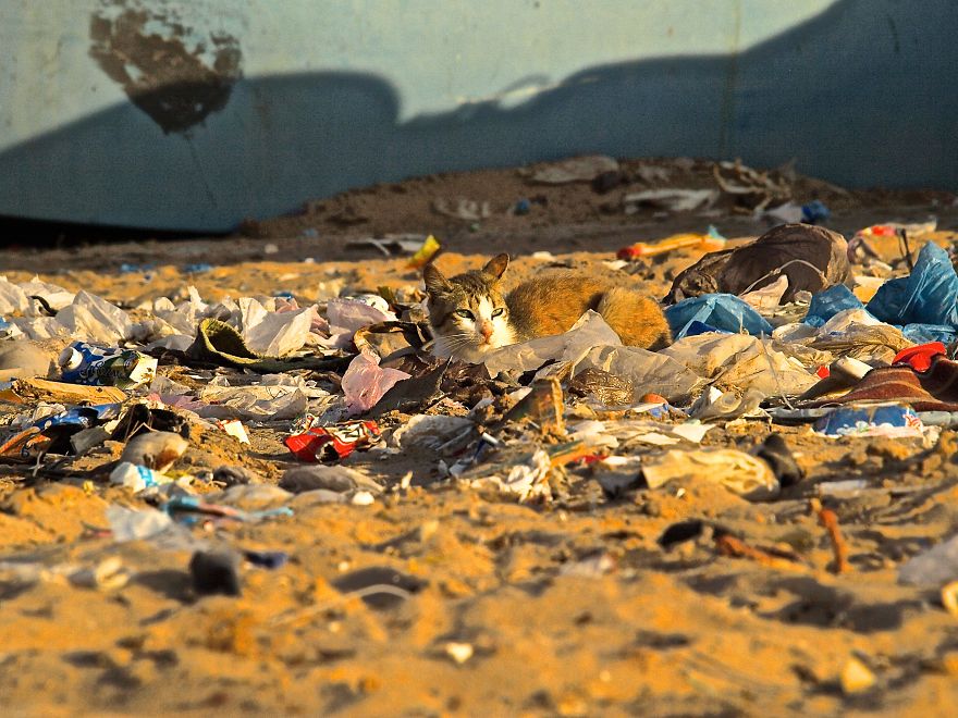 Cat And Trash At A Beautiful Beach In The Westsahara, Morocco