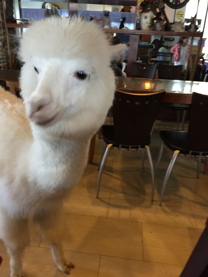 Alpaca Cafe In Taipei