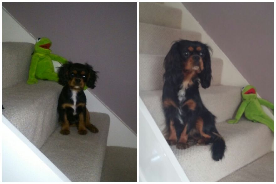 Lynott Half Way Up The Stairs, Now One Year Old, And Won't Get Much Bigger.