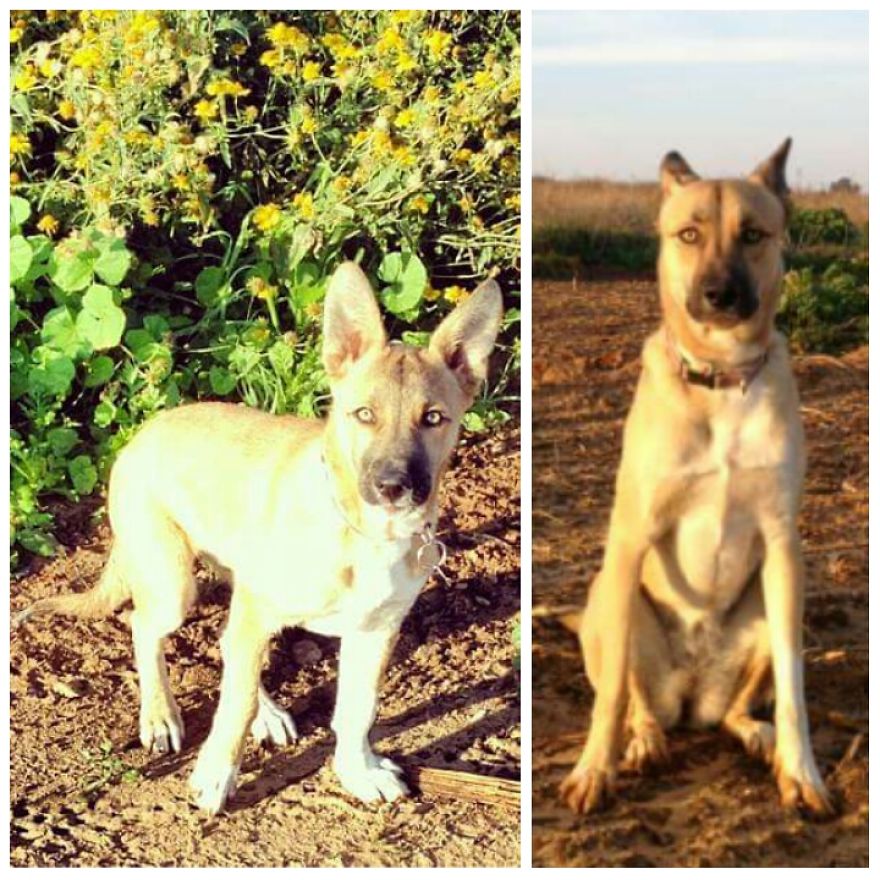 Biffi At 4 Months Old And 1 Year Old