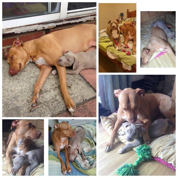 Pinky And The Brain Brain Brain Brain