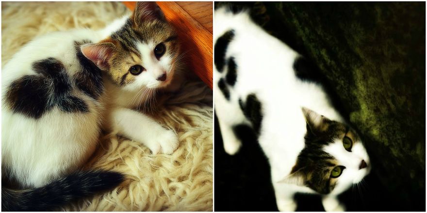 Cali: 10 Weeks And Two Years. Still With Those Big, Soulful Eyes.