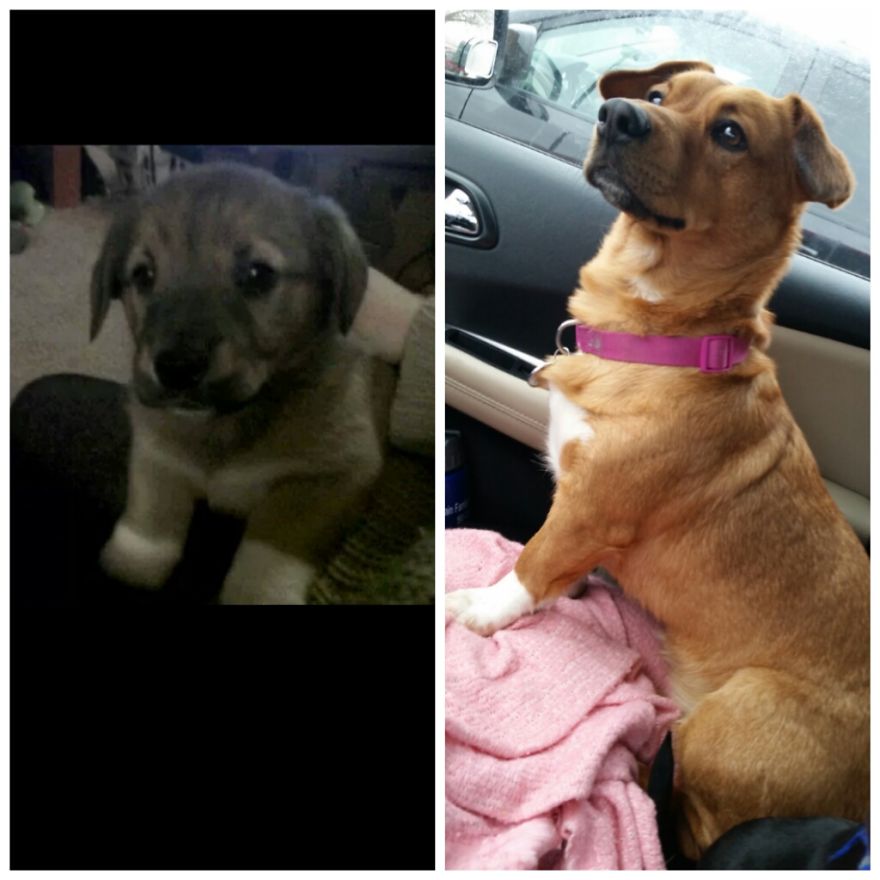 Roxie, What A Difference 4 Years Make...