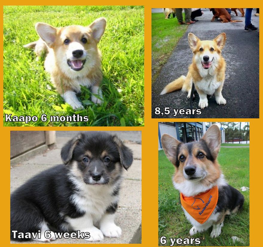 Kaapo And Taavi As Puppies And Big Boys