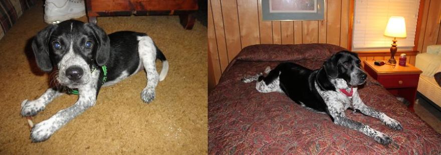 2011 Barely As Big As My Shoe! 2015 Takes Up The Whole Bed In The Cabin At The Lake.