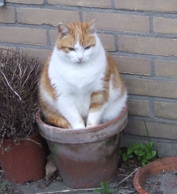 It's My Pot