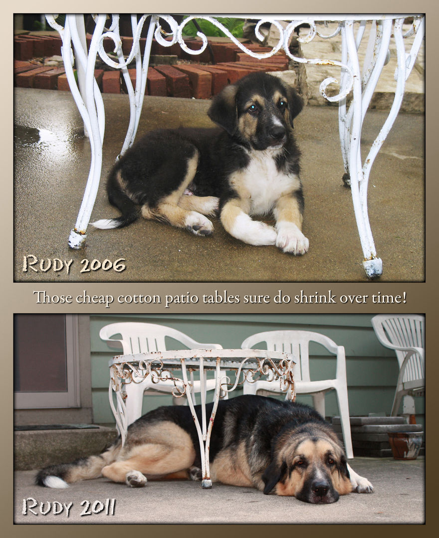 I Used To Fit Under The Table. In 2015, Rudy Just Turned 9. He Is Huge.