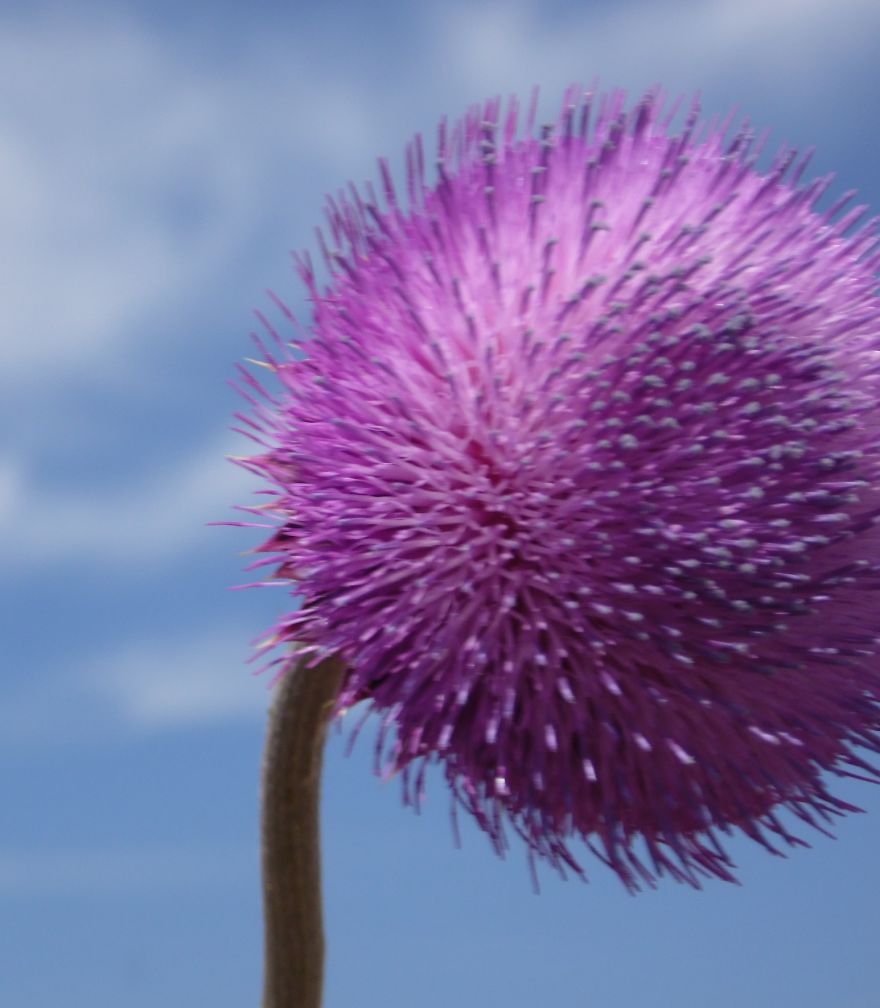 Thistle