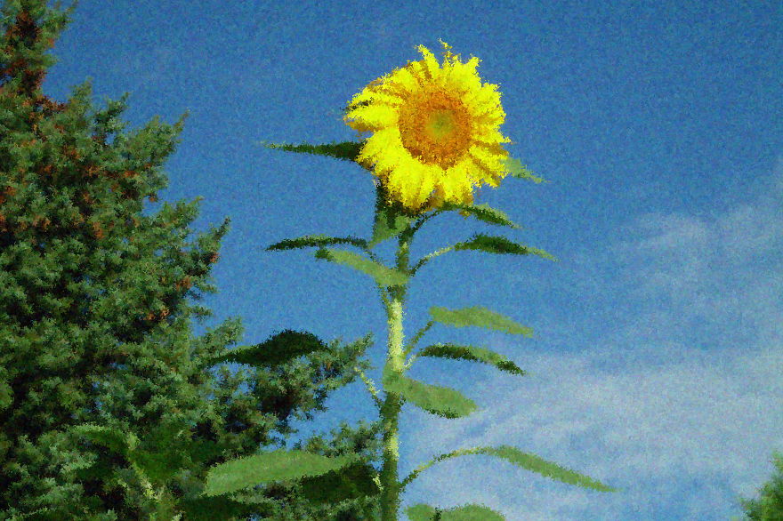 Sunflower