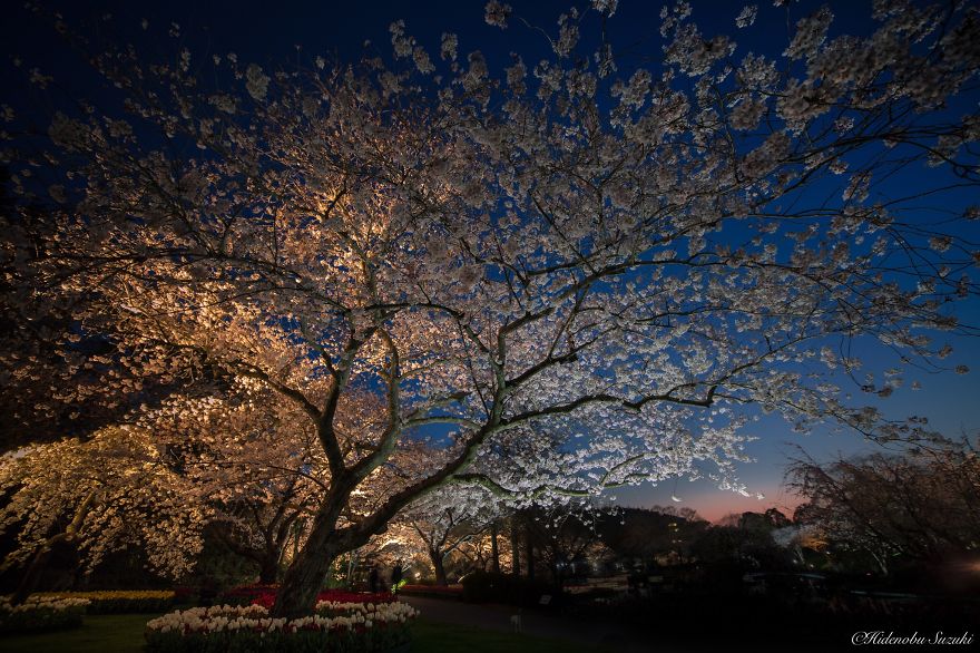 My Pictures Of Sakura Blossoms In Japan My Pictures Of Sakura Blossoms In Japan