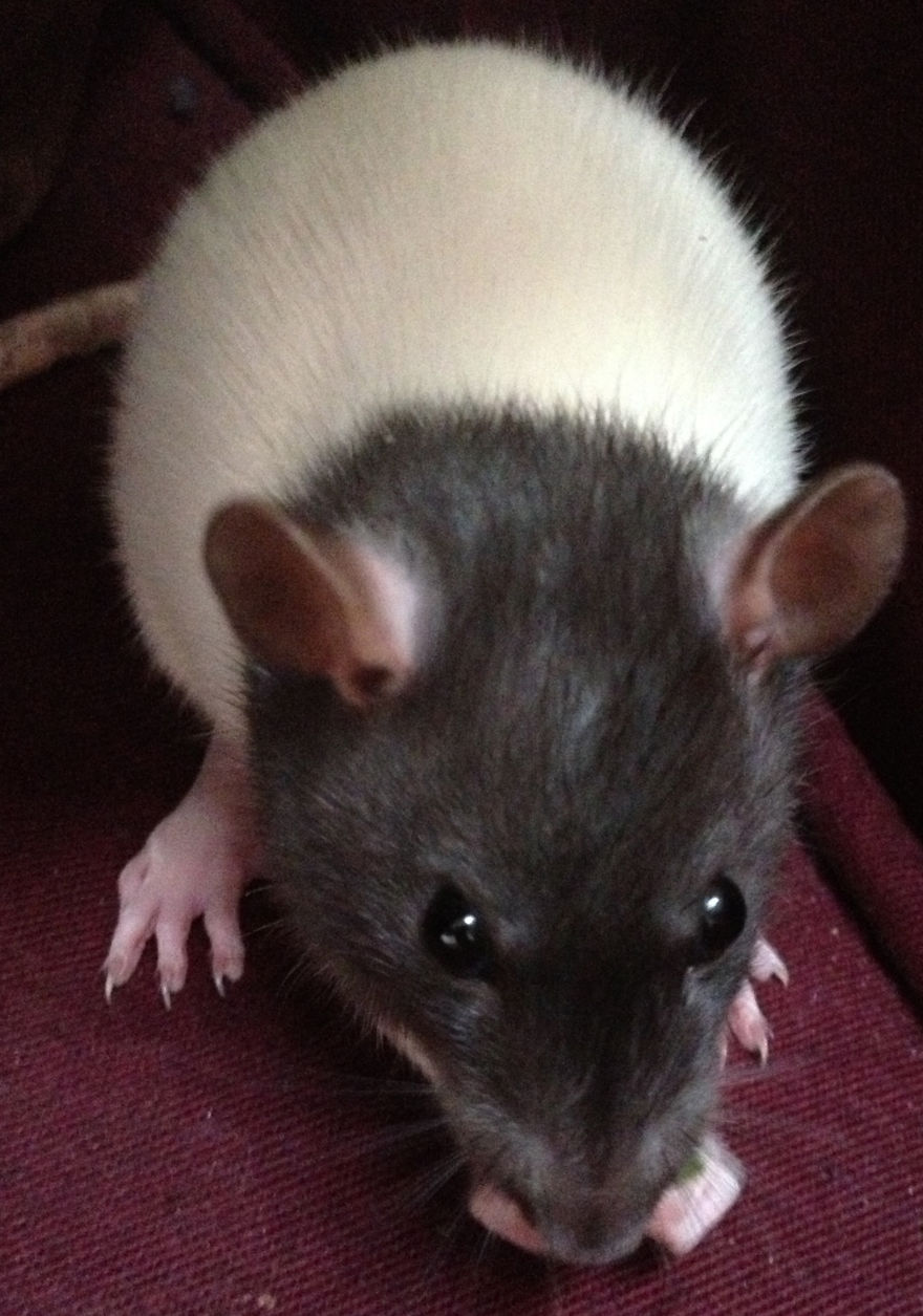 Scoops. The Baby Boy!