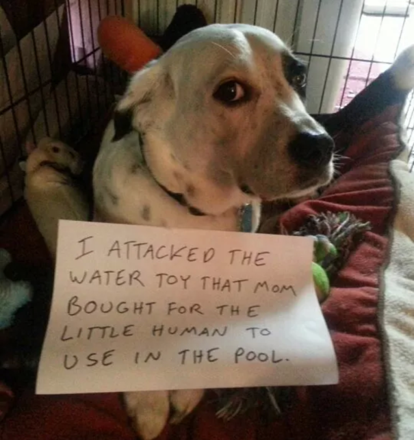 Dog being shamed for attacking a water toy meant for a child inside a crate with a sign around its neck.