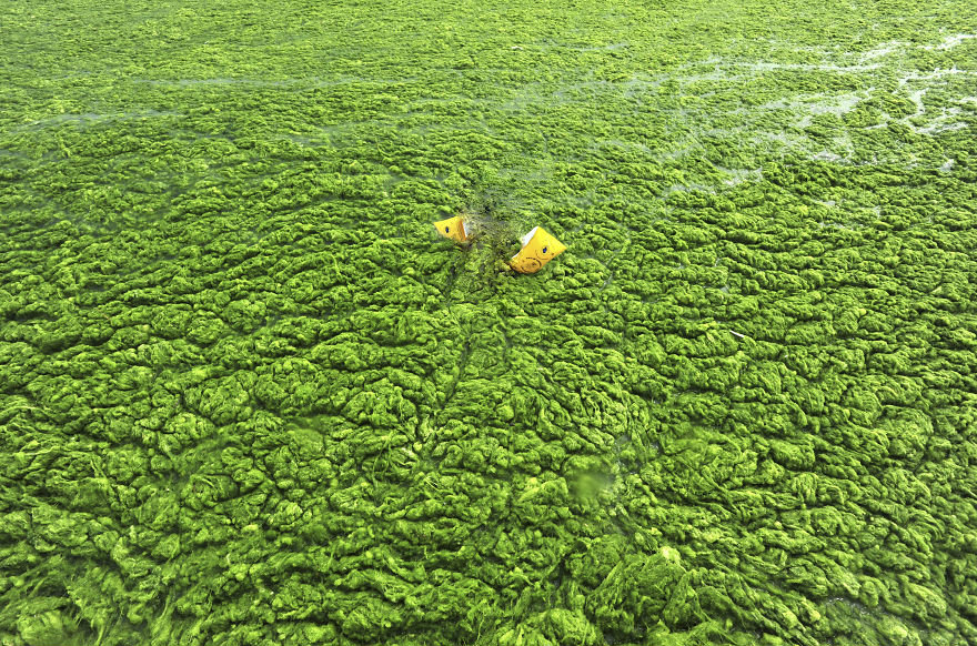 The Picture After The Lake Monster Pulled Him Under...