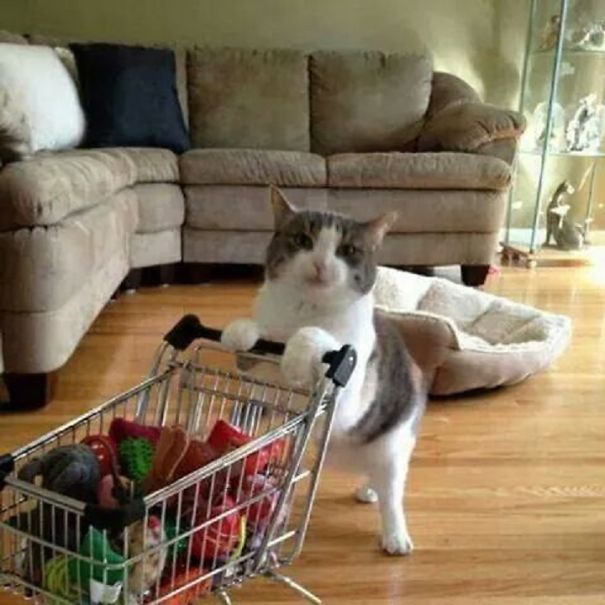 21-step Guide On How To Cook With Cats 21-step Guide On How To Cook With Cats