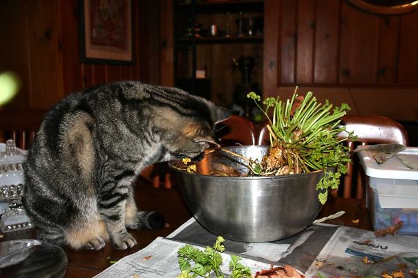 21-step Guide On How To Cook With Cats 21-step Guide On How To Cook With Cats