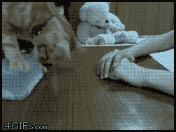 21-step Guide On How To Cook With Cats