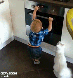 21-step Guide On How To Cook With Cats