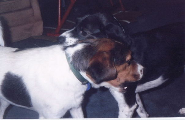 Best Budettes Since Day One