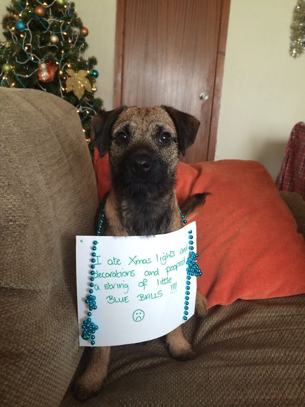 A dog being shamed for eating Christmas lights and decorations with a sign and blue bead necklace.