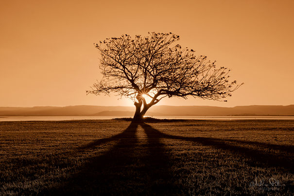 It's Ok To Stand Alone: I Take Pictures Of Lone Trees