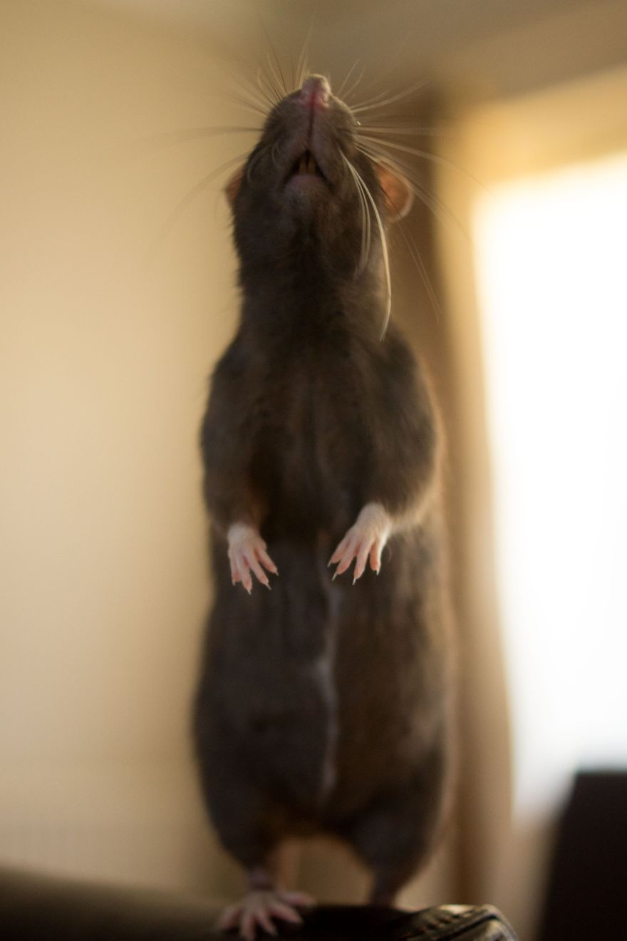 Trinity - Stand Up Straight!!!